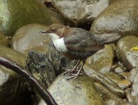 Dipper (Cinclus cinclus).jpg