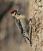 woodpecker2-4-09.jpg