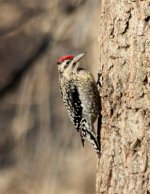 woodpecker2.jpg