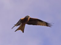 redkite16bittifftest8x6.jpg