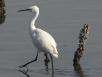 Little Egret 1008mm.JPG