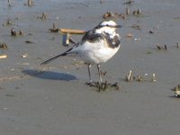 White Wagtail 2240mm.JPG