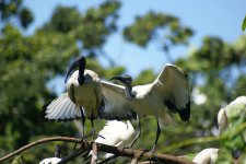 Sacred Ibis feeding young 2.jpg