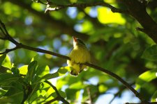 Collared sunbird juv 10.jpg