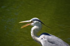 Grey Heron 3.jpg