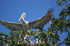 Pink-backed Pelican with nesting material 5.jpg