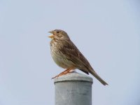 01 - Corn Bunting.jpg