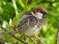 01 - Spanish Sparrow.jpg