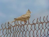 02 - Crested Lark.jpg