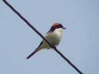 04 - Woodchat Shrike.jpg