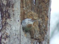 05 - Kruper's Nuthatch.jpg