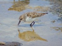 08 - Little Stint.jpg