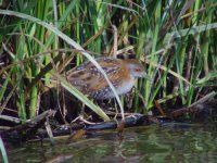 10 - Baillon's Crake.jpg