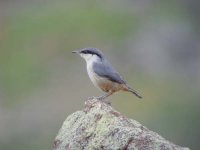 10 - Rock Nuthatch.jpg