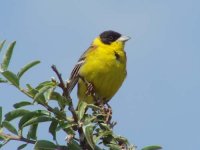 11 - Black-headed Bunting.jpg