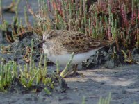 11 - Temminck's Stint.jpg