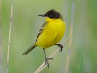 11 - Yellow Wagtail.jpg