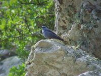 12 - Blue Rock Thrush.jpg