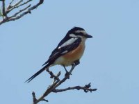 12 - Masked Shrike.JPG