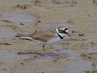 13 - Little Ringed Plover.JPG