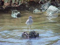 13 - Wood Sandpiper.JPG