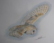 barn_owl_p1.jpg