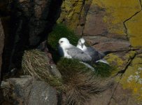 Fulmar_Cove_Bay_120409a.jpg