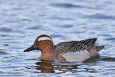 garganey1.jpg