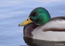 mallard-2166-100crop.jpg