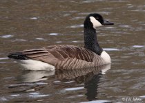 canada-goose-2310.jpg