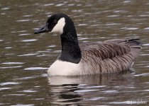 canada-goose-2308.jpg