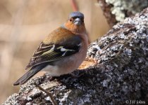 chaffinch-2359.jpg