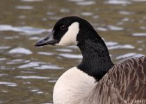 canada-goose-1911.jpg