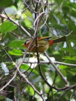 5.Silver Eared Mesia.JPG