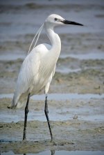 little egret breed G10 IMG_0335.jpg