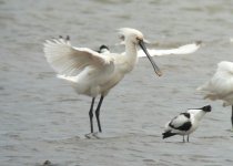 Spoonbill7.jpg