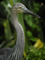 great billed heron adjG1_1280065.jpg