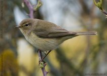 chiffchaff-bf.jpg