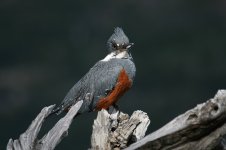 Ringed Kingfisher 1.JPG