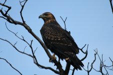 Rufous-tailed Hawk 3.JPG