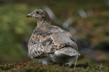 White-bellied Seedsnipe 5.JPG