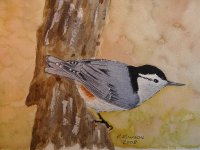 nuthatch2.jpg