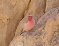 Sinai Rosefinch.jpg