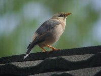 Vinous-breasted Starling.jpg