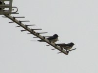 swallows.JPG