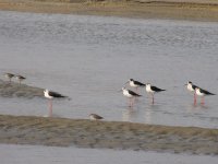 Black-winged Stilts and Wood Sandpipers (1024x768).jpg