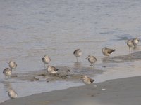 Wood Sandpipers (1024x768).jpg