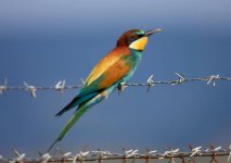 4 beeeater skala kaloni sheep fields 140509.jpg