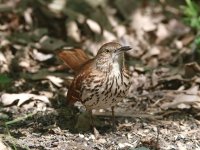 Brown Thrasher.jpg