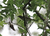 Vireo_0039.jpg